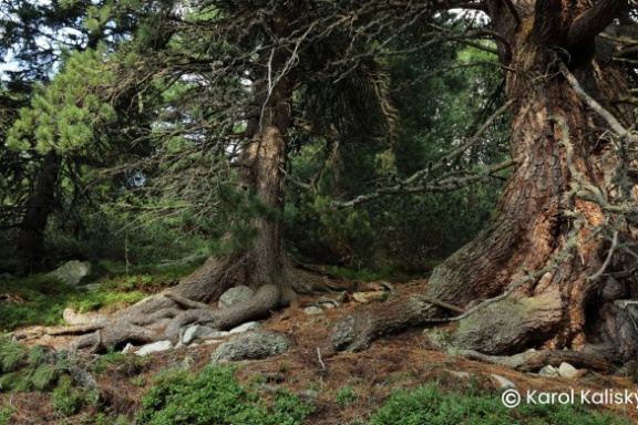 Podpořte vznik slovenské karetní hry Biodio o přírodě a poznání