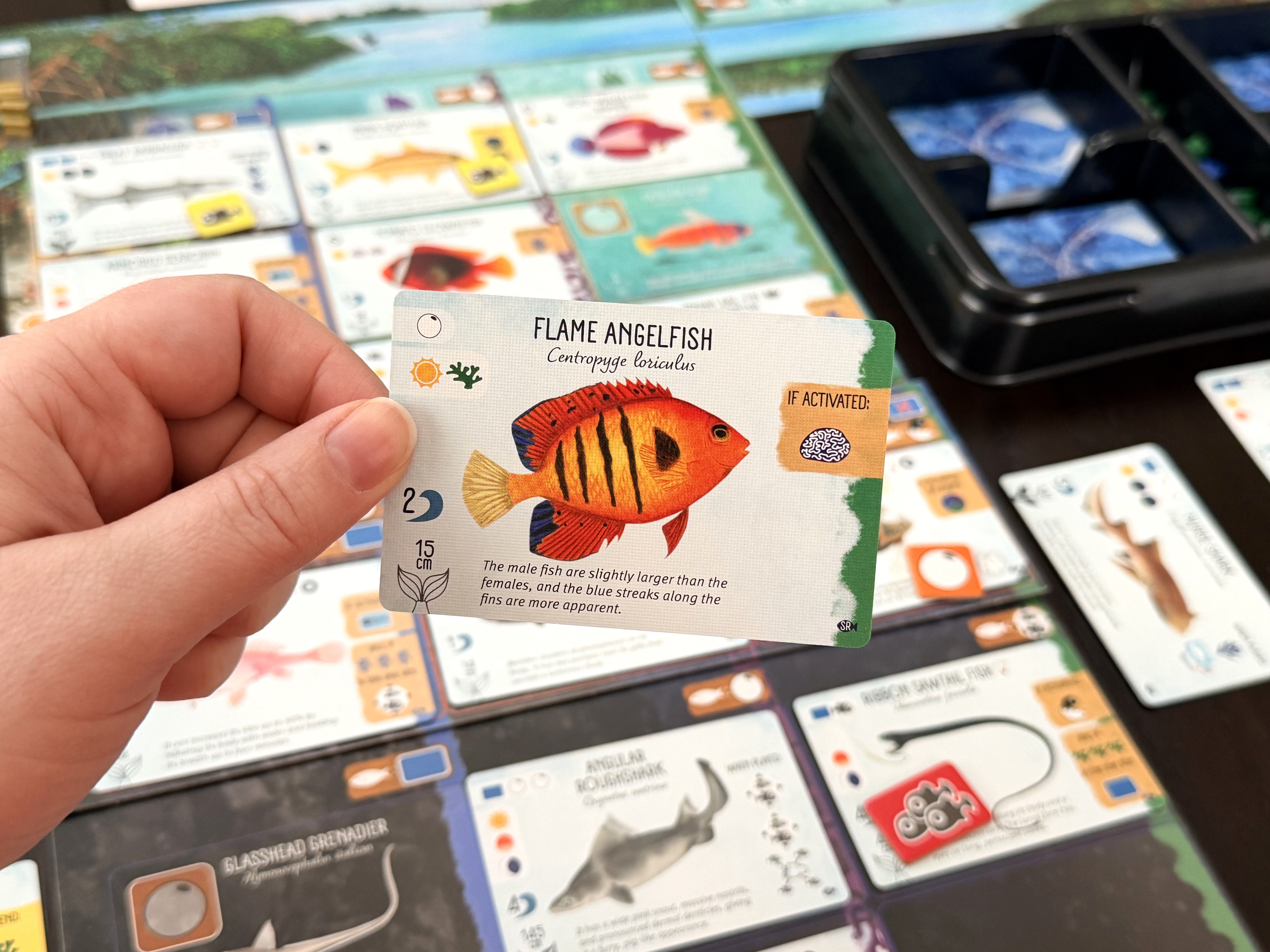 Finspan: Sharks & Reefs