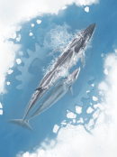 Arktida